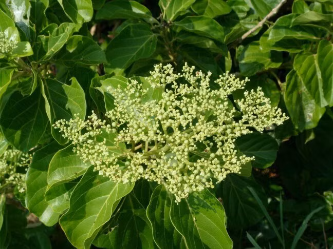 Cây xạ đen thường mọc tự nhiên ở bờ rào lùm bụi, ven rừng. Ảnh duoclieutaybac.