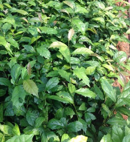 Nhiều người thường nhầm cây xạ đen với cây thanh giang do cả hai loại cây này có hình dáng rất giống nhau. Ảnh caygionglehung.