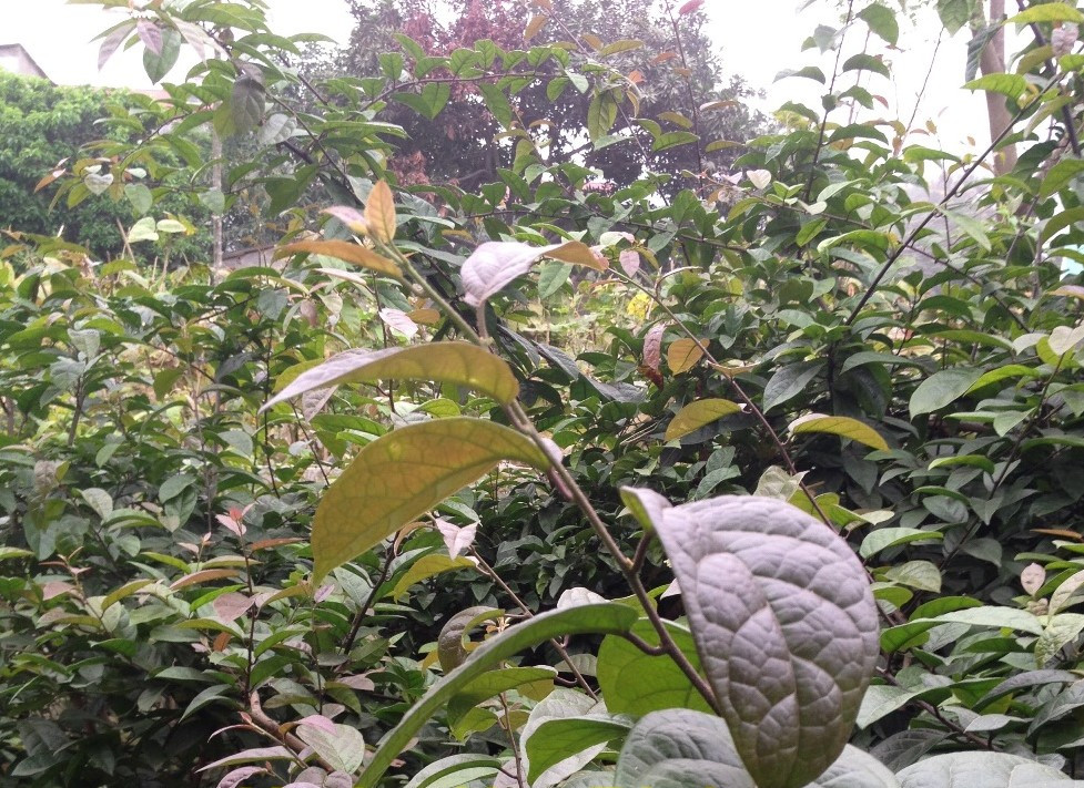 Cây xạ đen có đặc điểm: khi chặt thân cây, nhựa đen chảy ra. Sau 5 phút thì thân chuyển màu đen đặc trưng. Có lẽ đây là đặc điểm hình thành tên gọi của loài cây này. Ảnh nguoiduatin.