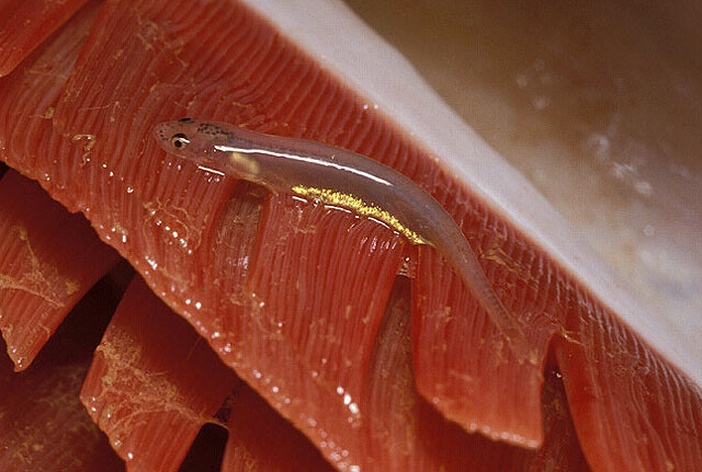 Tuy nhiên, cho đến nay, chỉ có một trường hợp được lập hồ sơ về một con cá trê candiru chui vào hệ thống tiết niệu của con người, diễn ra tại Itacoatiara, Brasil vào năm 1997. Ảnh fishbase.