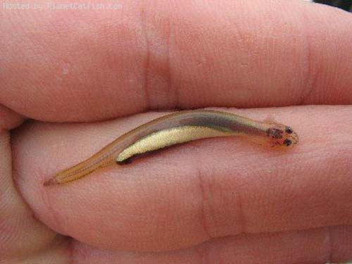 Cá trê Candiru thuộc loài cá nước ngọt, dài khoảng 5cm, cơ thể hầu như trong suốt. Ảnh my-globe.