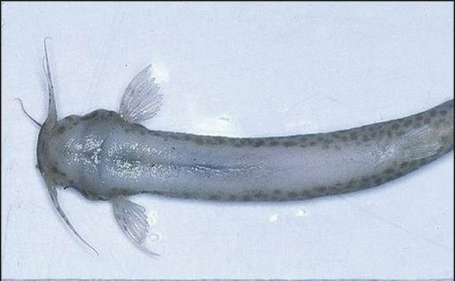 Cá trê Candiru sở hữu một cái đầu khá nhỏ với các râu cảm quan và các gai ngắn, bụng của nó có thể phình to, nhất là sau khi chúng hút máu no. Ảnh blogspot.