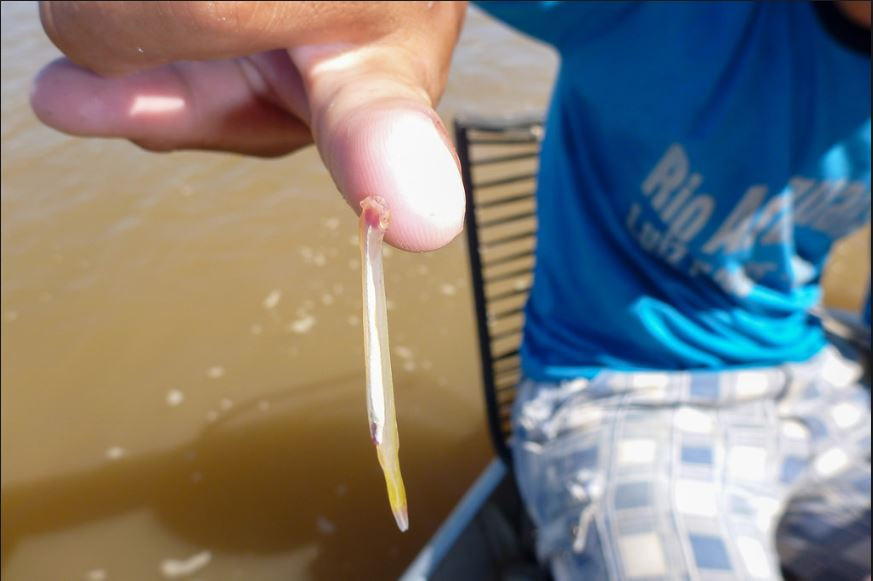 Trước đây, cá trê Candiru từng được nghĩ là loài cá “hung thần” có khả năng bơi ngược dòng nước tiểu xơi để chui vào bộ phận sinh dục của ai đó đi tiểu trên sông. Ảnh blogspot.