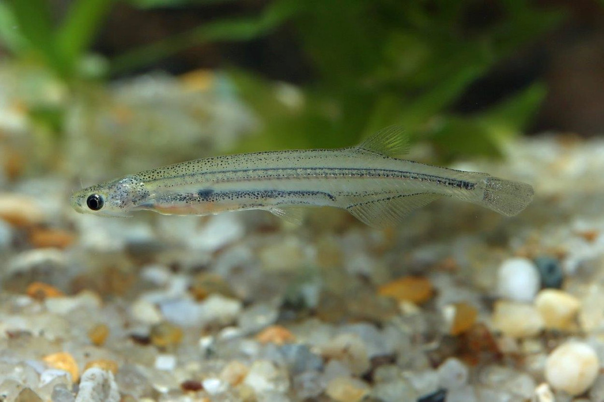 Cá trê Candiru thường bám vào mang những con cá lớn hơn để hút máu, vì vậy mà chúng được mệnh danh là loài cá ma cà rồng. Ảnh zoopet.