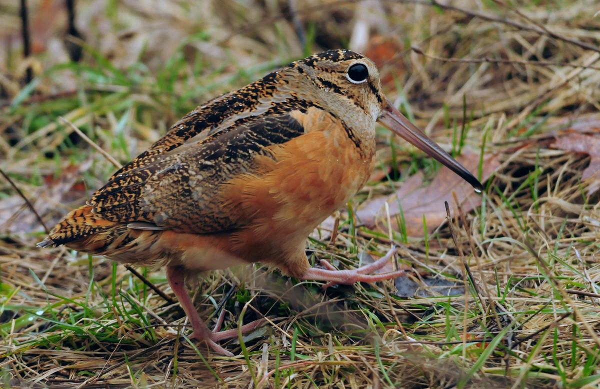 Chim dẽ gà được tìm thấy trong khu vực khí hậu ôn đới và cận Bắc Cực lục địa Á- Âu. Ảnh top10hay.