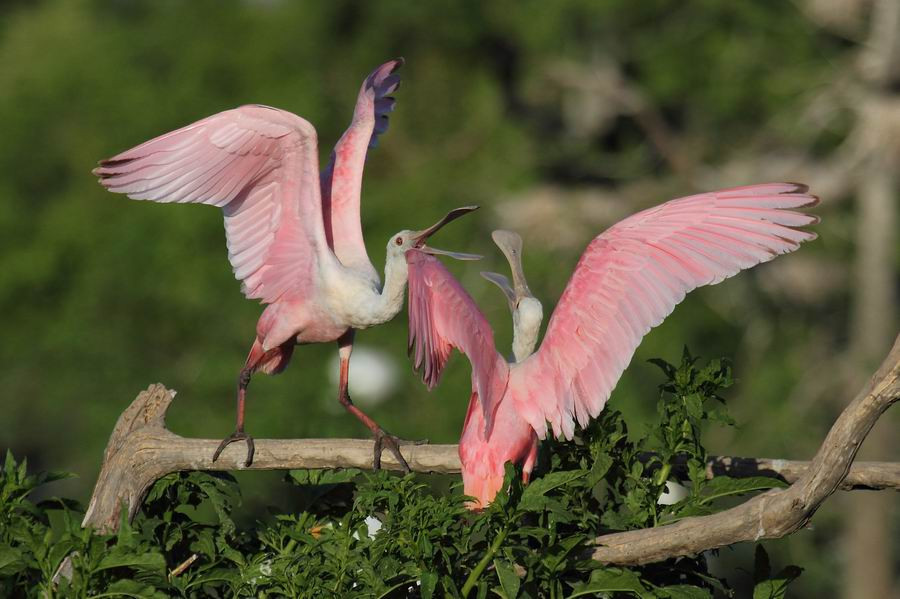 Cò thìa hồng là một loài chim trong họ Cò quăm với chiếc mỏ bẹt ra giống hình chiếc thìa. Ảnh birdwatching.