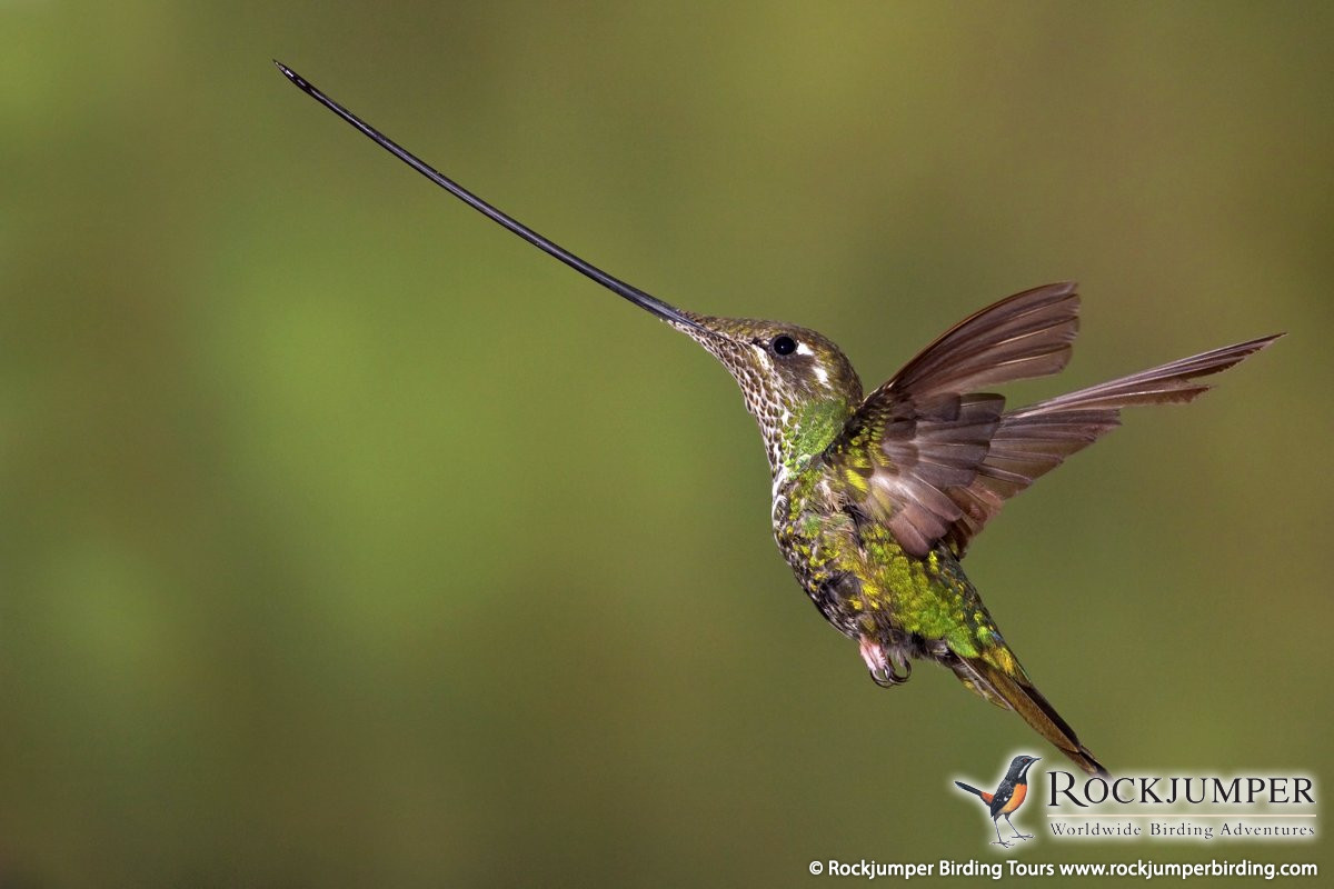 Chim ruồi cũng là là loài chim sở hữu chiếc mỏ kỳ lạ, kéo dài khoảng hơn 10cm quá đầu và đuôi của nó. Ảnh cloudfront.