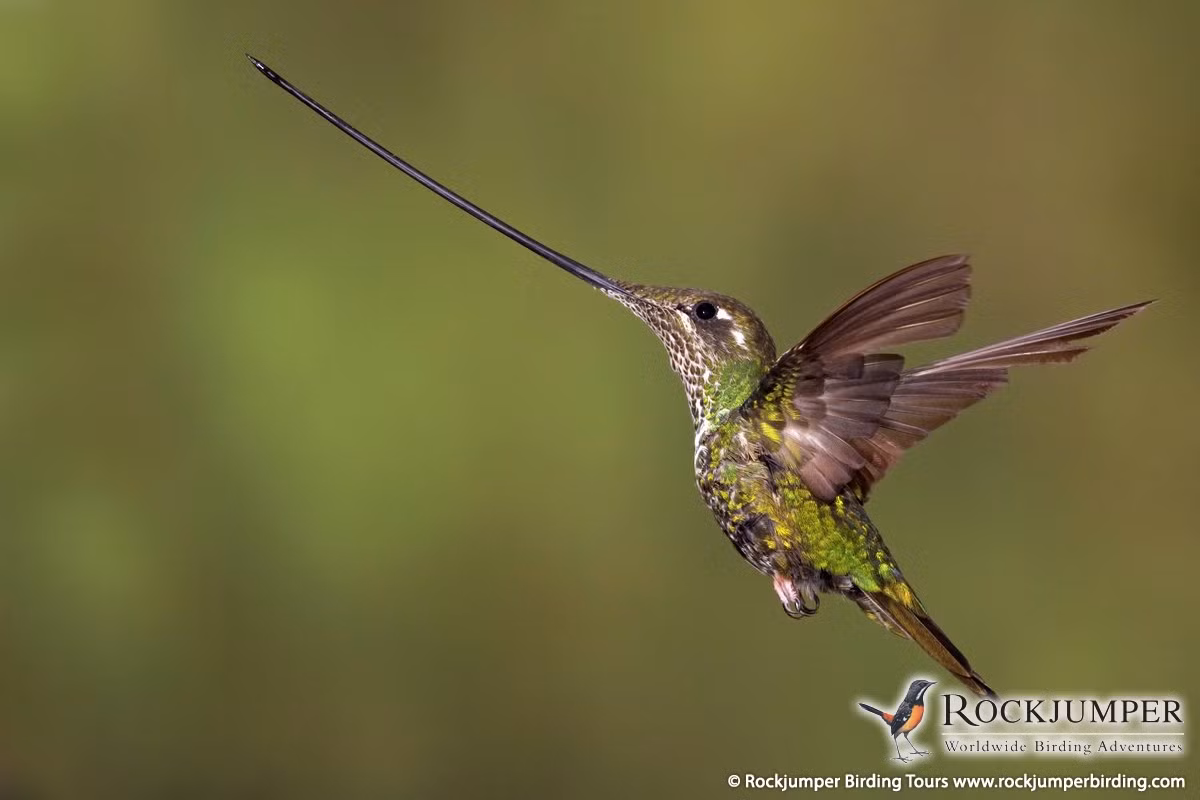 Chim ruồi cũng là là loài chim sở hữu chiếc mỏ kỳ lạ, kéo dài khoảng hơn 10cm quá đầu và đuôi của nó. Ảnh cloudfront.