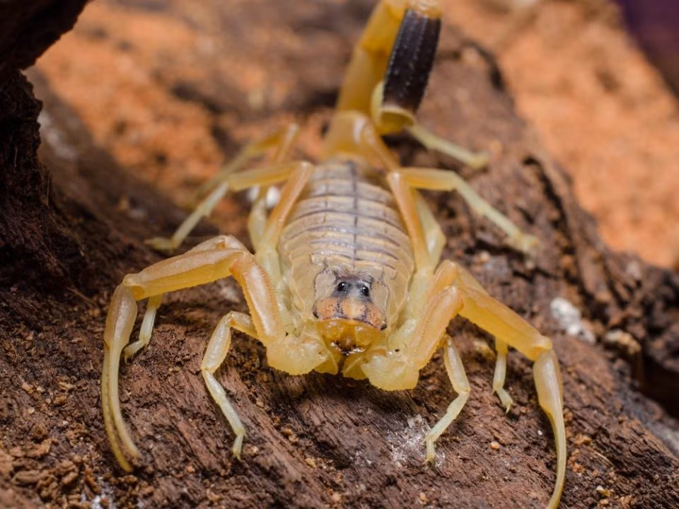 Người cao tuổi, người bị tim mạch, người bị dị ứng và trẻ em là những đối tượng dễ bị tổn thương với nọc độc của bọ cạp tử thần. Ảnh thecoolist.