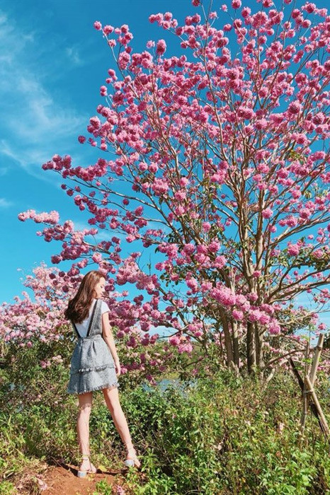 Cây hoa kèn hồng có nguồn gốc xuất xứ từ châu Mỹ. Hoa còn có tên gọi khác là hồng chuông hay hồng loa kèn. Gần đây, dọc nhiều con đường của Sài Gòn người đi đường dễ dàng bắt gặp những sắc hồng rực rỡ của hoa kèn hồng. Ảnh gody.