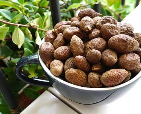 Cây ươi còn mọc rải rác trong rừng rậm nhiệt đới mưa ẩm ở độ cao không quá 1000m. Ảnh tinmoitruong.