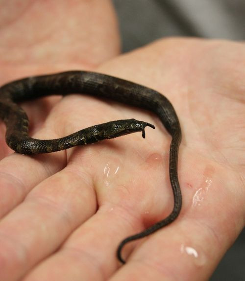  Rắn xúc tu là loài rắn nước, có nguồn gốc từ khu vực Đông Nam Á. Ảnh zooborns.