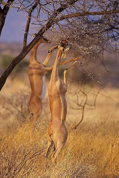 Linh dương Gerenuk sống theo những nhóm nhỏ và có thể quan hệ yêu đương quanh năm. Ảnh blogspot.