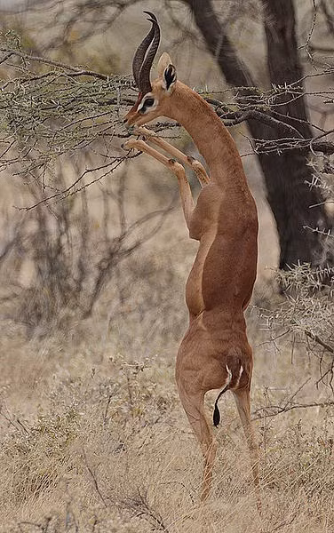 Linh dương Gerenuk là loài động vật hoạt động ban ngày. Kẻ thù của chúng bao gồm: báo, sư tử, chó rừng và chó hoang. Ảnh blogspot.