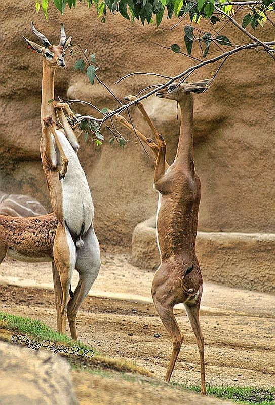 Linh dương Gerenuk cái mang thai từ 6,5 - 7 tháng và đẻ 1 con/lứa. Ảnh pinimg.