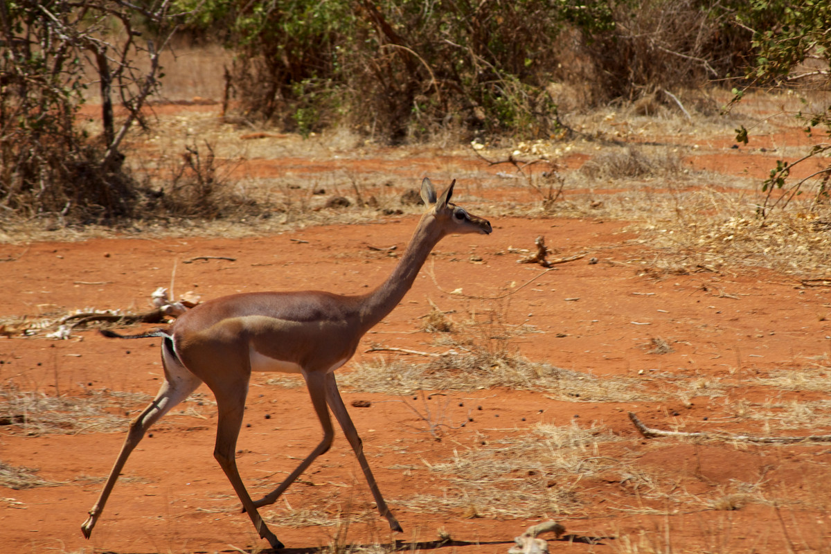  Linh dương Gerenuk sống ở Somali, Ethiopia, Kenya và Tanzania. Chúng có đặc điểm dễ nhận dạng đó là chiếc cổ dài và nhỏ hơn so với thân và đầu. Ảnh wikimedia.
