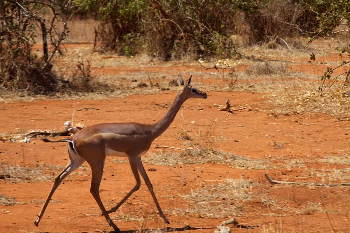  Linh dương Gerenuk sống ở Somali, Ethiopia, Kenya và Tanzania. Chúng có đặc điểm dễ nhận dạng đó là chiếc cổ dài và nhỏ hơn so với thân và đầu. Ảnh wikimedia.