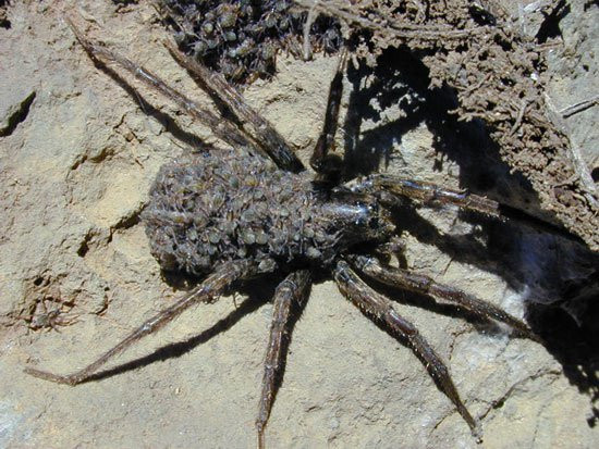 Chiến lược săn mồi của nhện sói rất đa dạng: có loài nhện thì đi lang thang cả ngày để tìm con mồi, có loài có xu hướng săn mồi vào ban đêm và ngủ ngày...Ảnh khoahoc.