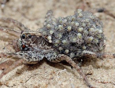 Nhện sói có số lượng loài vô cùng phong phú, lên tới hơn 2.000 giống nhện này trên toàn thế giới. Ảnh blogspot.