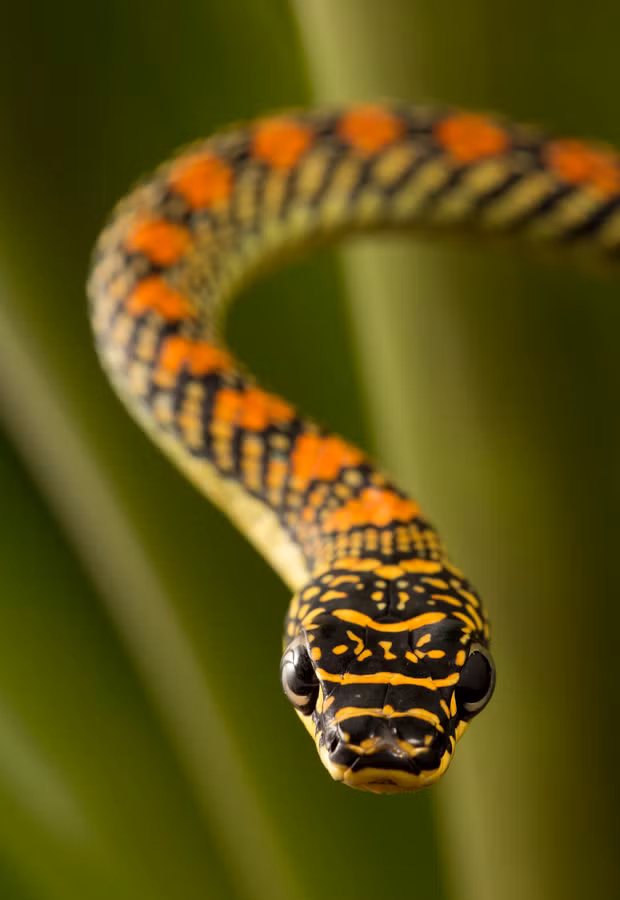 Khi bay, cơ thể rắn bay nghiêng khoảng 25 độ so với luồng không khí, nửa trước cơ thể uốn lượn sang hai bên trong khi đuôi di chuyển lên xuống. Ảnh Blogspot.