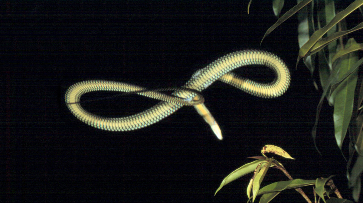 Rắn bay có thể nhảy hoặc “bay” từ cành cây này sang cành cây khác với khoảng cách tối thiểu là...24m với tốc độ dao động từ 8m/s - 10m/s. Ảnh Lazerhorse.