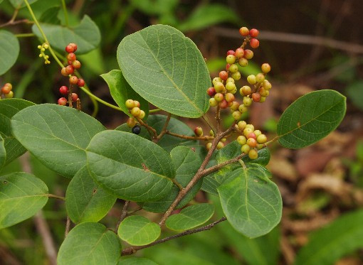 Cây chòi mòi có hoa và quả đẹp nên còn được trồng làm cảnh. Ảnh ydvn.