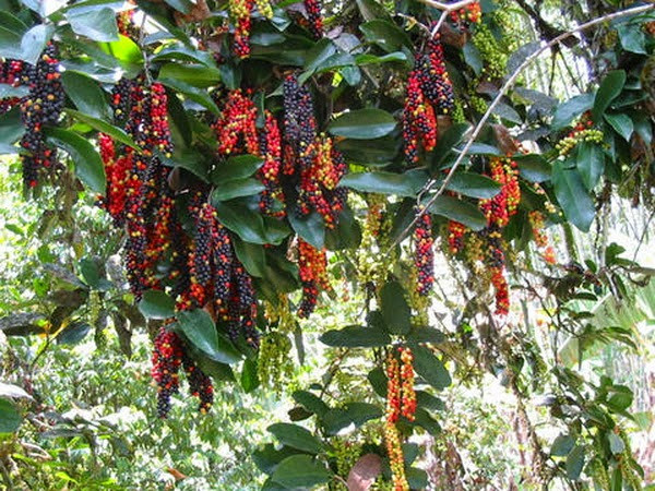 Cây chòi mòi là cây thân gỗ nhỏ, cao từ 3m - 8m thuộc họ Thầu dầu. Cành cong queo, lá hình bầu dục, quả tròn có hình bầu dục dẹt. Ảnh ydvn.