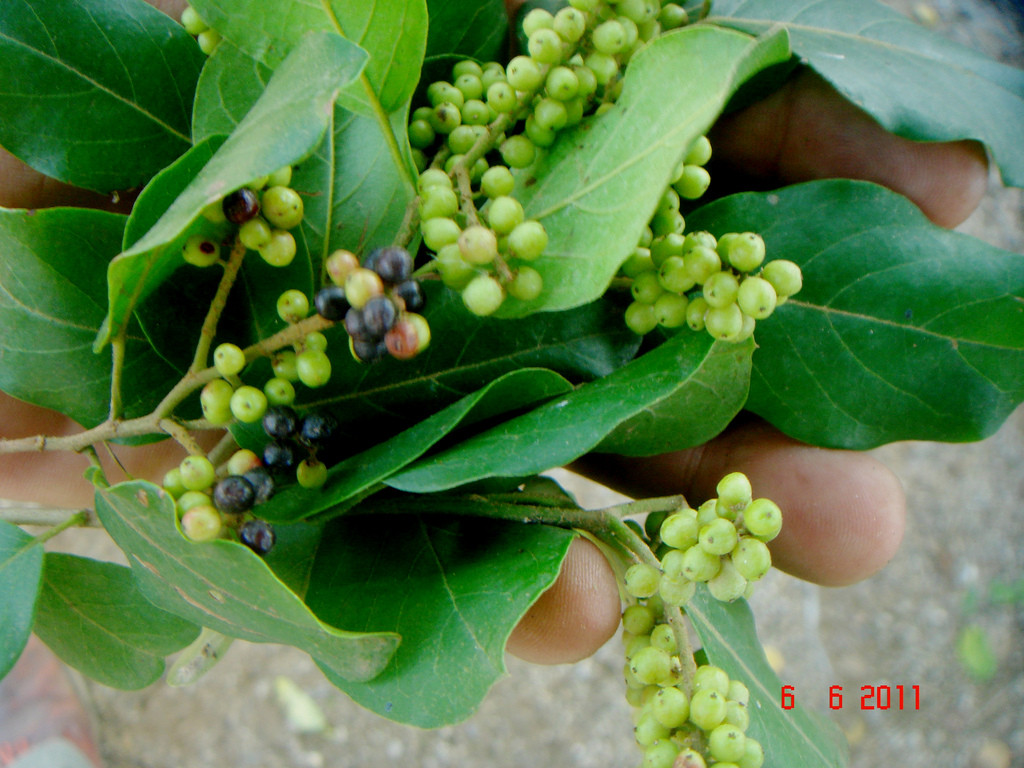 Ở nước ta, người dân thường sử dụng lá và quả của cây chòi mòi để làm rau ăn. Quả chòi mòi chín có thể dùng ăn tươi như ăn các loại trái cây khác. Ảnh staticflickr.