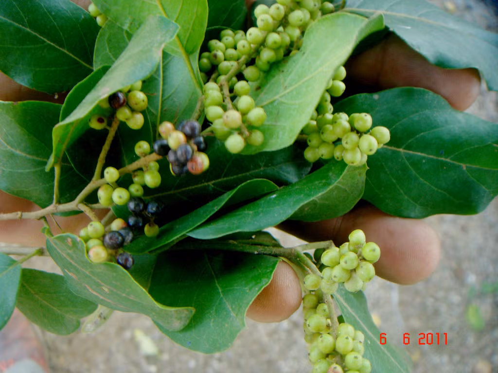 Ở nước ta, người dân thường sử dụng lá và quả của cây chòi mòi để làm rau ăn. Quả chòi mòi chín có thể dùng ăn tươi như ăn các loại trái cây khác. Ảnh staticflickr.