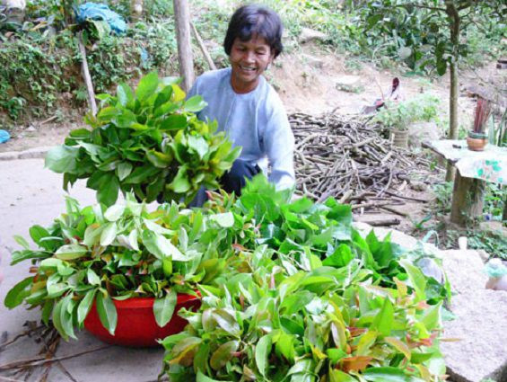 Trên thế giới, cây chòi mòi phân bố từ Ấn Độ tới Malaysia và châu Ðại Dương. Còn ở Việt Nam, loài cây này mọc hoang ven rừng,trong rừng thưa và đôi khi ở vùng đồng bằng. Ảnh raurungtayninh.