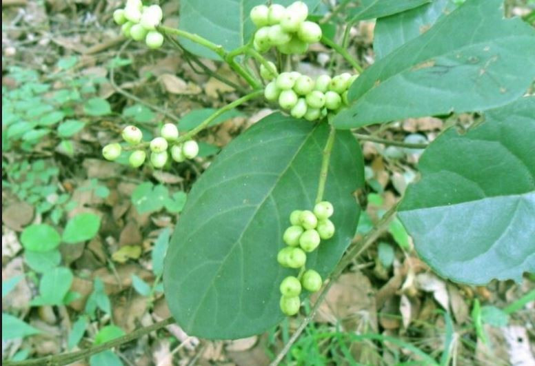 Cây chòi mòi ra hoa từ tháng 4 - tháng 6. Ảnh: ydhvn.