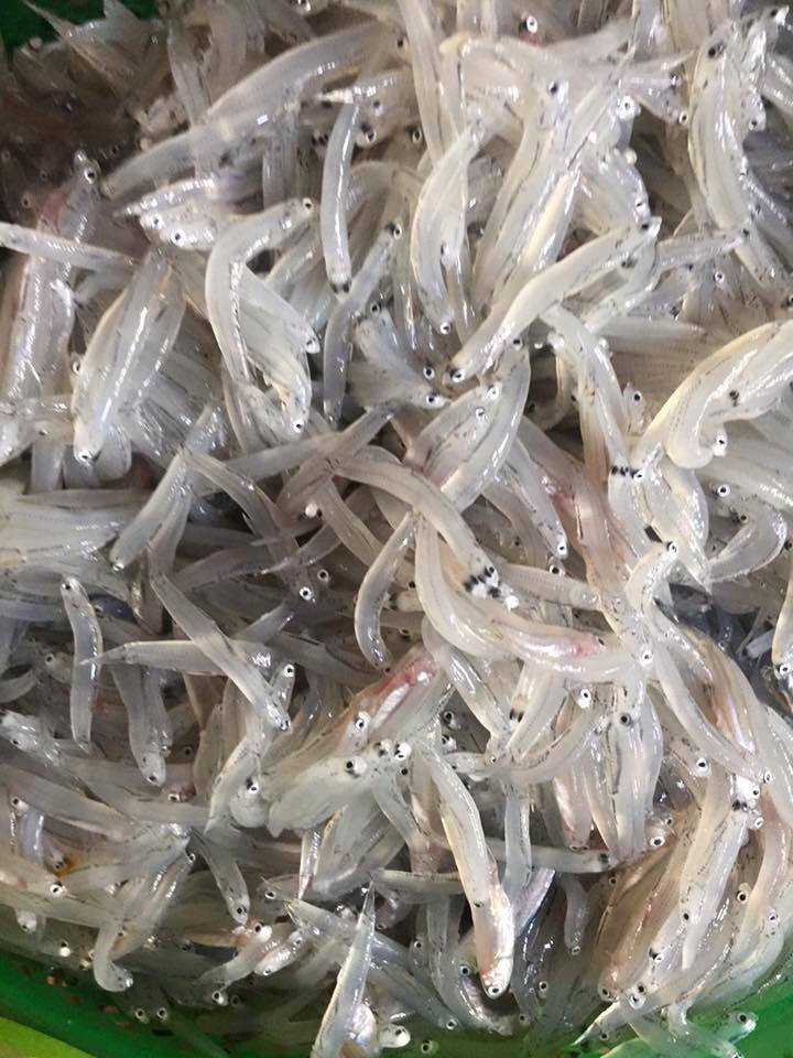 Cá ngần được ngư dân đánh bắt bằng cách kéo vó bè, kéo lưới bằng thuyền. Ảnh facebook.