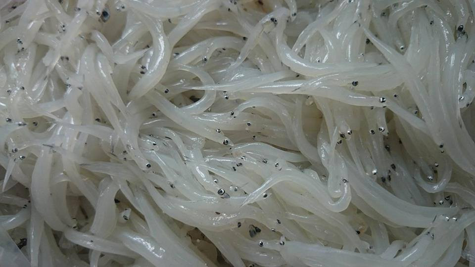 Cá ngần còn có tên gọi khác là cá nến, cá thủy tinh. Chúng kiếm ăn ở tầng nước mặt. Ảnh facebook.