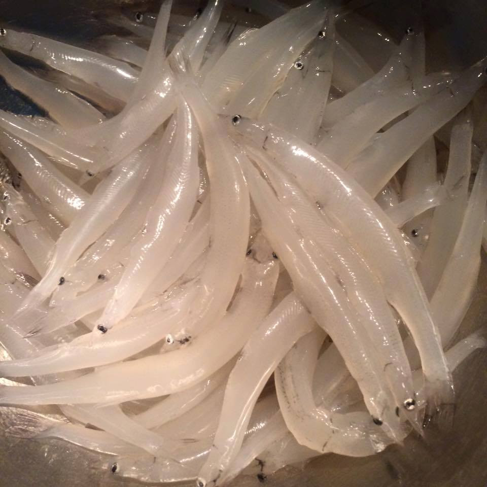 Cá ngần có thể được chế biến thành nhiều món như rang, nấu canh, làm gỏi... Cá có thể được sử dụng tươi hoặc phơi khô đều ngon. Ảnh facebook.