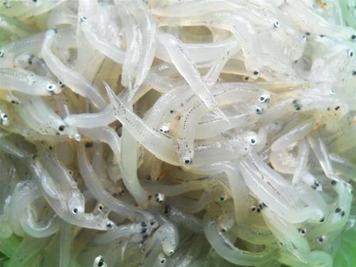 Loài cá trong suốt này có tập tính đi ăn thành từng đàn, đầu nhọn và có nhiều răng, không có xương, thịt của chúng béo ngậy và thơm phức, không có mùi tanh. Ảnh facebook.