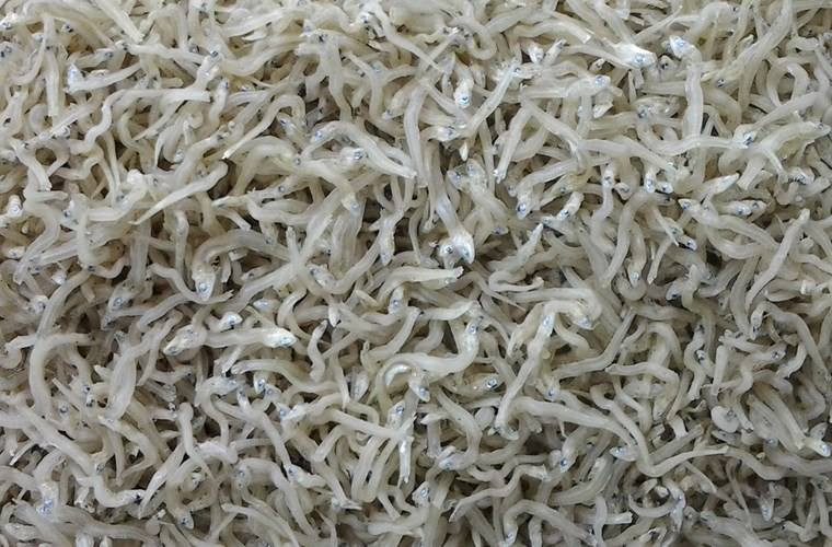 Cá ngần là loài cá hiếm và lạ, không thể nuôi được mà chỉ sống trên sông Đà. Ảnh facebook.