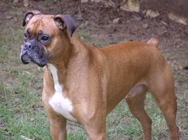 Chó võ sĩ có thân hình săn chắc, bộ lông màu vàng hay nâu đốm vằn vện, hàm vuông và đôi tai cực thính. Ảnh ehowcdn.