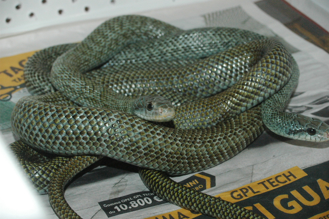 Thậm chí, ở Nhật Bản, rắn ninja được được cộng đồng bảo vệ từ năm 1924 như một biểu tượng quốc gia và được xem như sứ giả của thần sông núi. Ảnh weebly.