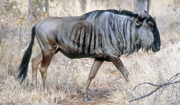 Linh dương đầu bò xanh phát triển mạnh mẽ trong môi trường không quá khô cằn và không quá ẩm ướt. Ảnh nature.