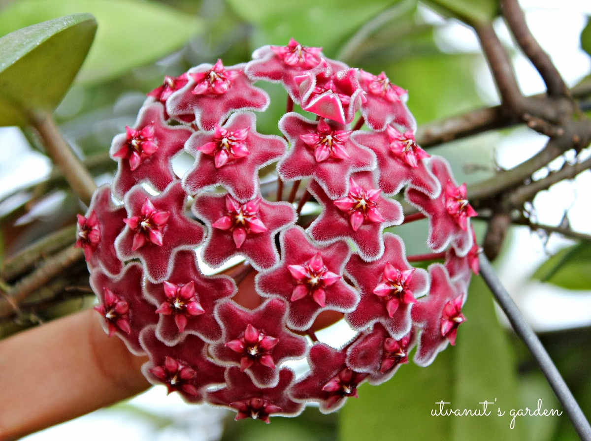 Đặc biệt cây lan cẩm cù còn có thể dùng làm thuốc chữa nhiều bệnh. Ảnh blogspot.