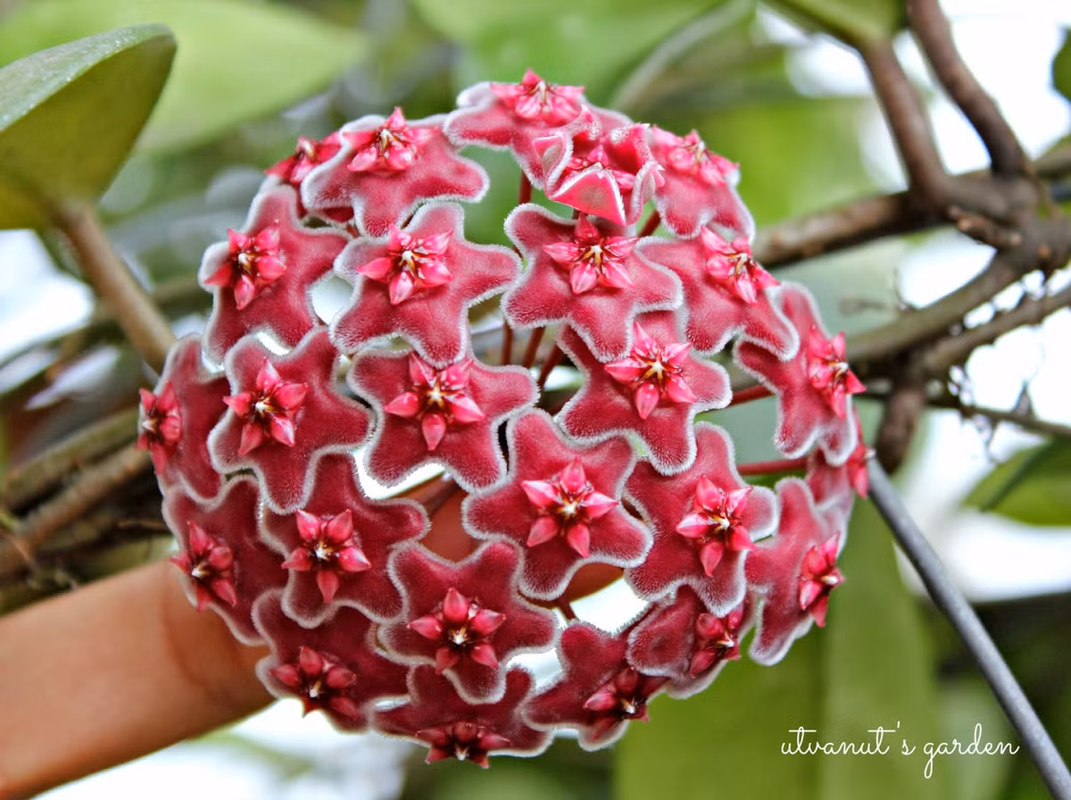 Đặc biệt cây lan cẩm cù còn có thể dùng làm thuốc chữa nhiều bệnh. Ảnh blogspot.