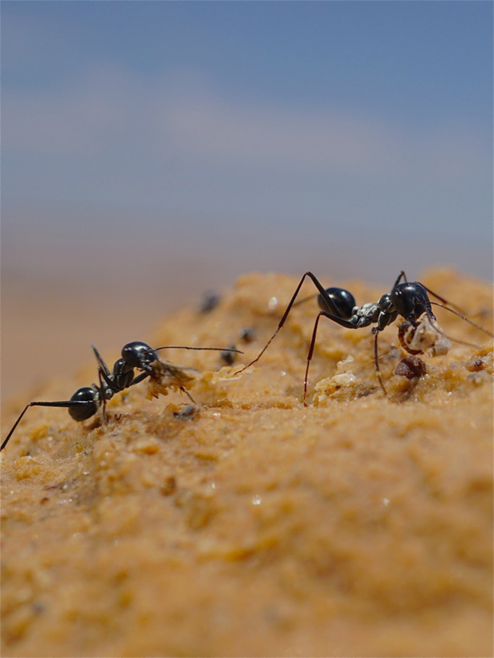 Kiến sa mạc Cataglyphis fortis liên tục cập nhật số đo các góc tương ứng với vị trí hiện tại của Mặt trời, từ đó ước lượng ra khoảng cách bằng số bước chân. Ảnh mpg.