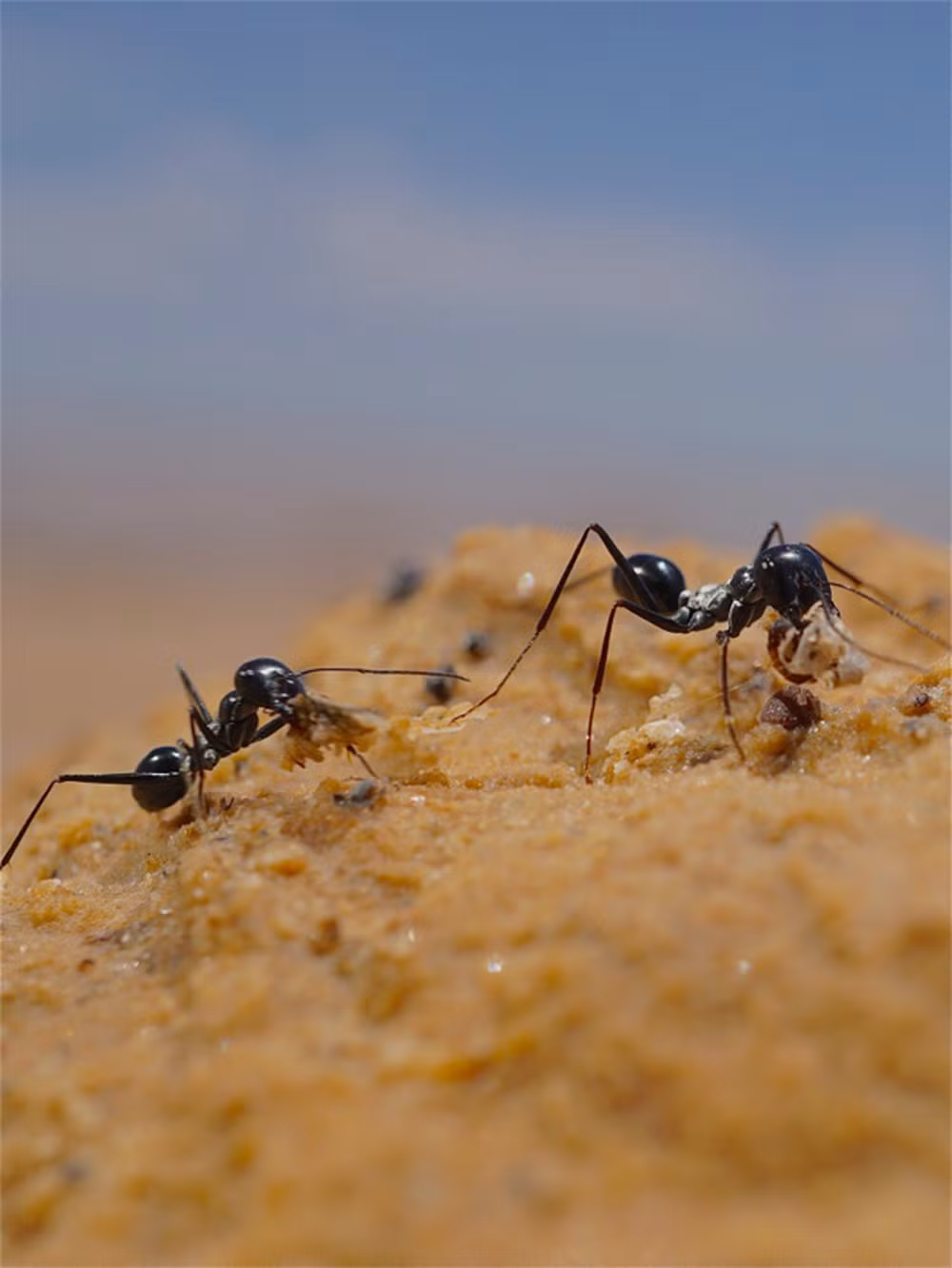 Kiến sa mạc Cataglyphis fortis liên tục cập nhật số đo các góc tương ứng với vị trí hiện tại của Mặt trời, từ đó ước lượng ra khoảng cách bằng số bước chân. Ảnh mpg.