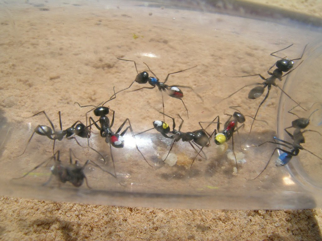 Kiến sa mạc Cataglyphis fortis có khả năng tái xác định phương hướng rất tốt khi chúng bị lạc lối trong sa mạc. Ảnh staticflickr.