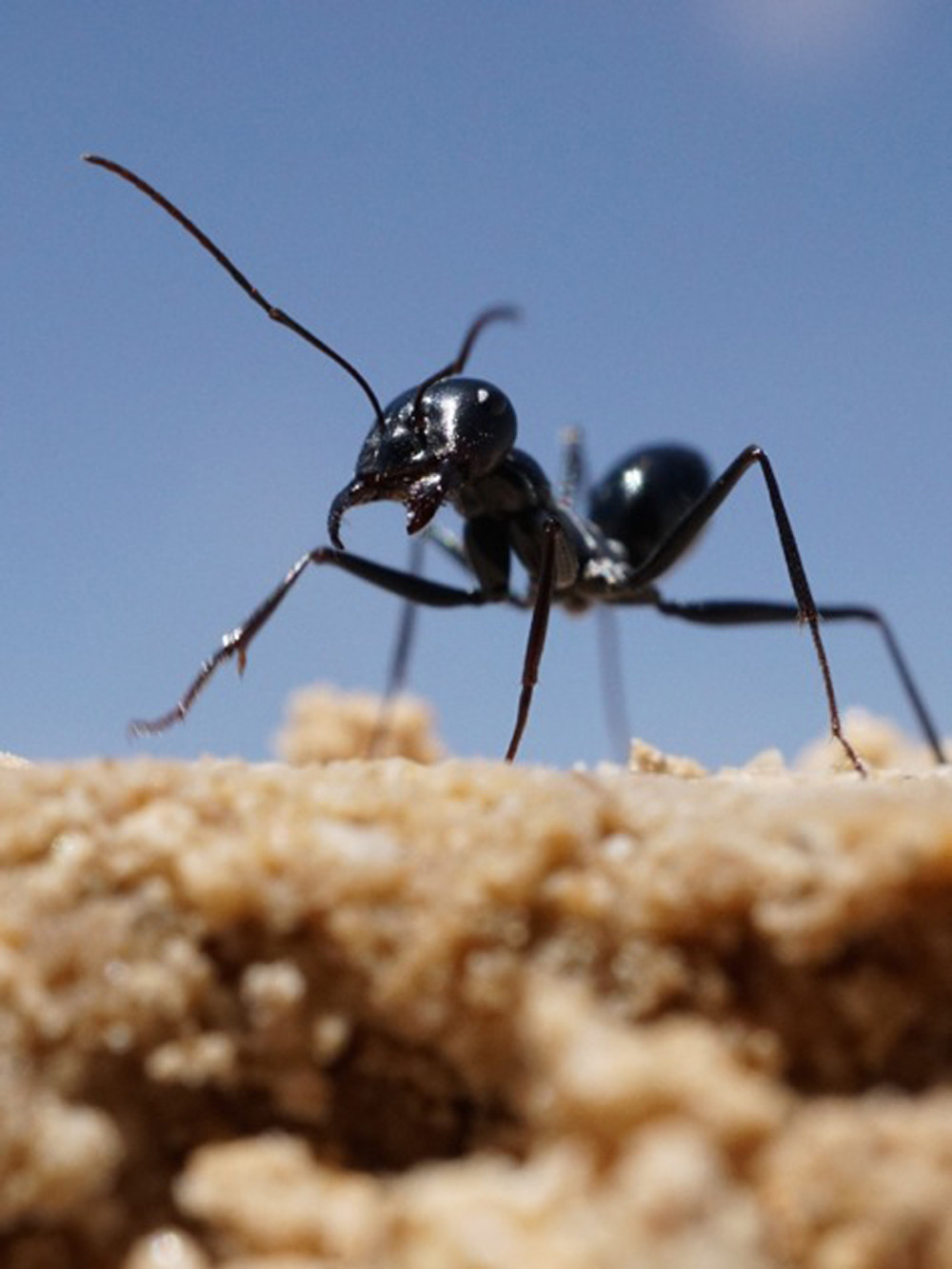 Não của kiến sa mạc Cataglyphis fortis chỉ bao gồm các ngăn ký ức hữu hạn. Do đó để có thể nhớ được mùi hương mới, nó buộc phải xóa bớt các mùi hương đã ghi chép trước đó. Ảnh mpg.