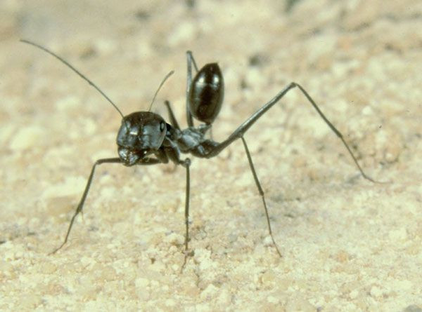 Kiến sa mạc Cataglyphis fortis có khả năng ghi nhớ mùi đặc biệt mạnh, đặc biệt nó có thể phân biệt tới 14 mùi thực phẩm khác nhau. Ảnh nature.