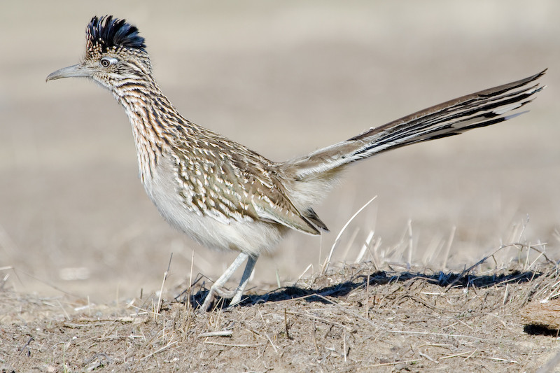 Gà lôi đuôi dài còn sở hữu chiếc mỏ dài, cứng và vô cùng sắc nhọn, có thể dễ dàng “làm thịt’ rắn đuôi chuông - loài bò sát nổi tiếng với nọc độc cực mạnh, có thể giết chết các con mồi ngay tức khắc chỉ bằng một nhát cắn. Ảnh berkeley.