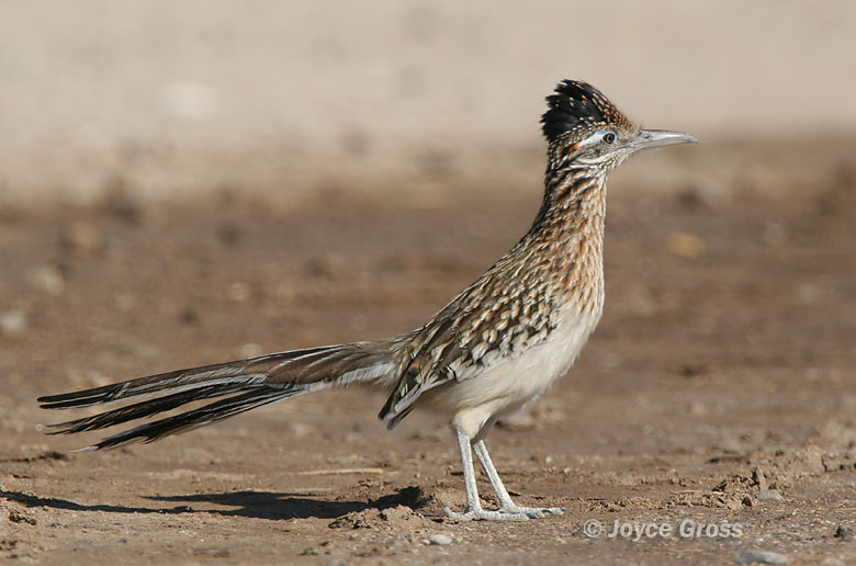Lý do là vì gà lôi đuôi dài đã hấp thụ đủ hơi ẩm trong thức ăn hàng ngày, từ côn trùng, thằn lằn, bọ cạp, cho đến các loài chim nhỏ hơn. Ảnh berkeley.