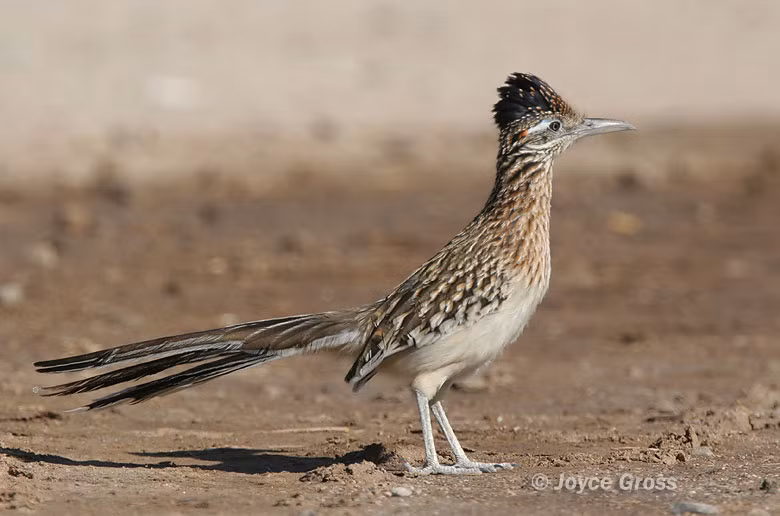 Lý do là vì gà lôi đuôi dài đã hấp thụ đủ hơi ẩm trong thức ăn hàng ngày, từ côn trùng, thằn lằn, bọ cạp, cho đến các loài chim nhỏ hơn. Ảnh berkeley.