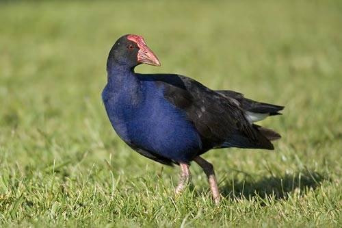 Chim trích cồ có khả năng bảo vệ lãnh thổ rất cao, vì vậy mà từ lâu người ta đã nuôi giống chim này để giữ nhà. Ảnh bioted.